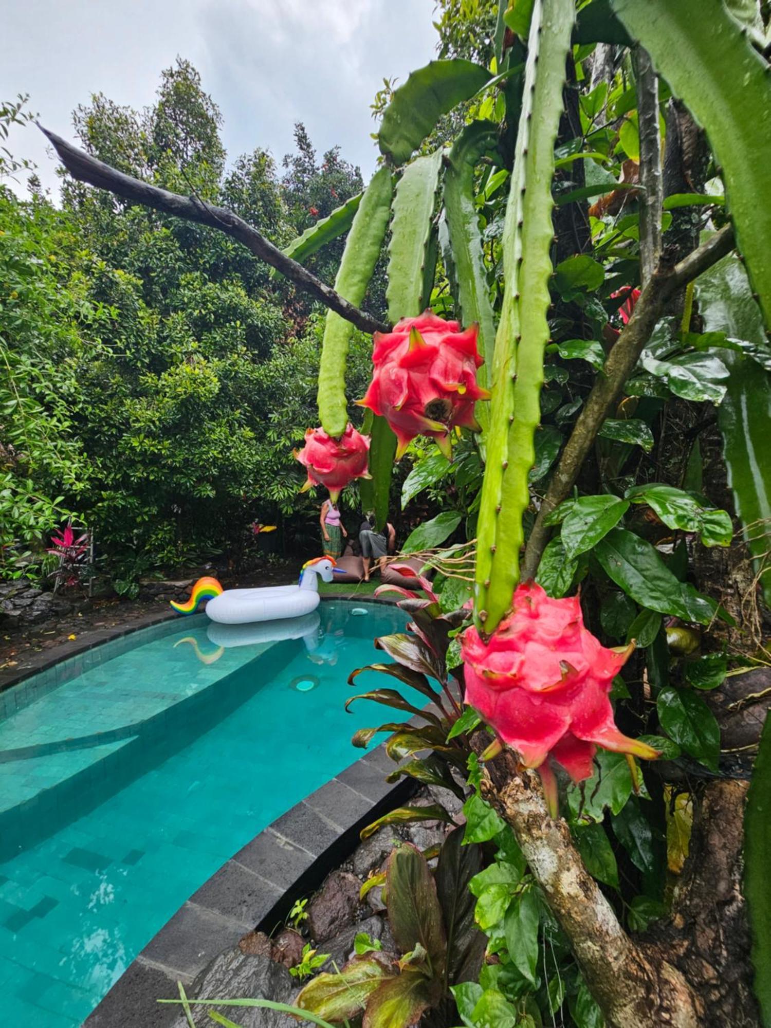 Les Garden Villa Tejakula Luaran gambar