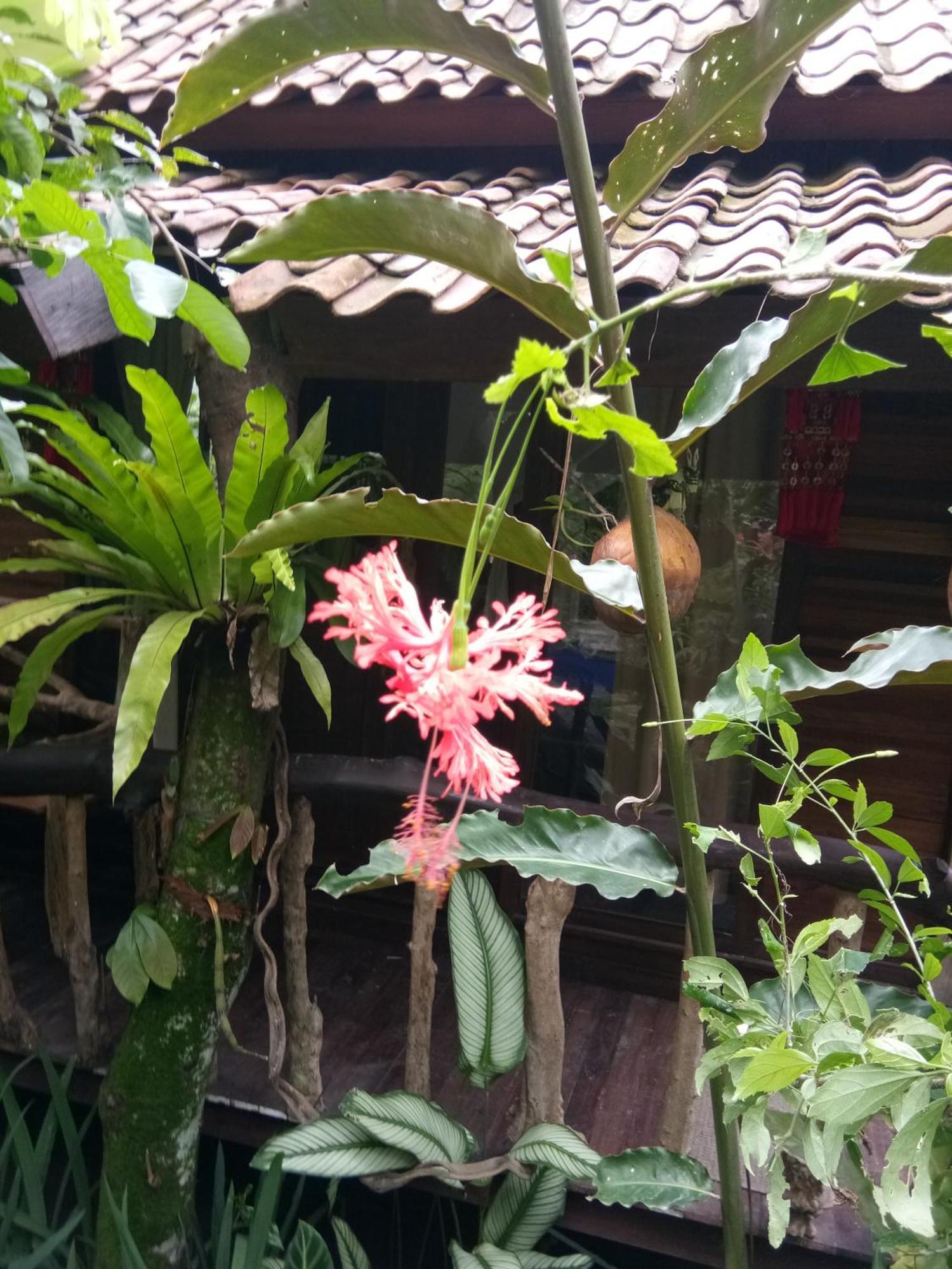 Les Garden Villa Tejakula Luaran gambar